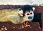 ボリビアリスザルの写真 6